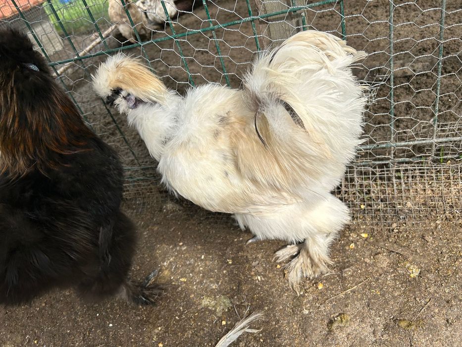 Cocoși tineri 2025 mătase japoneză / australorp