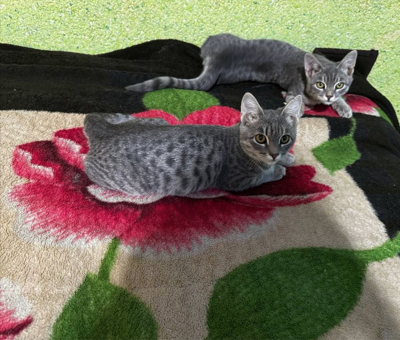 Отдам даром котят