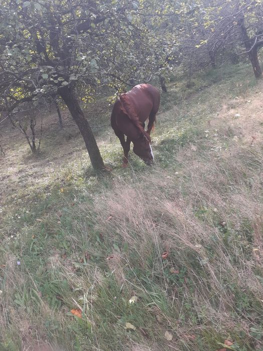 Vand cal de 2 ani