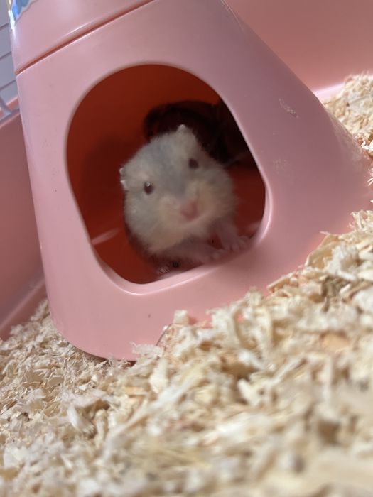 Hamster pitic de vanzare!