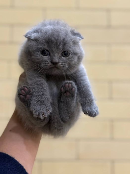 Продайтса котята