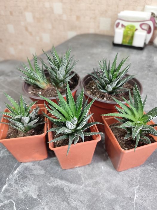 Продам комнатные цветы