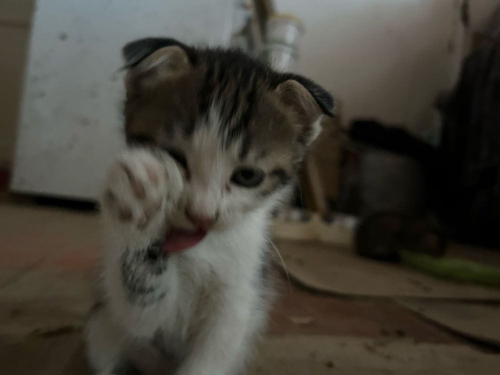 Продается Котята вислоушки в хорошие руки