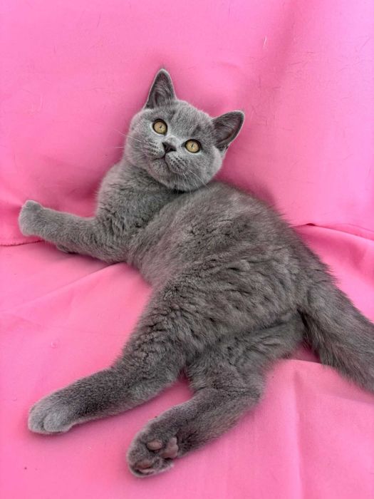 Felisa autorizată Pui British Shorthair Blue