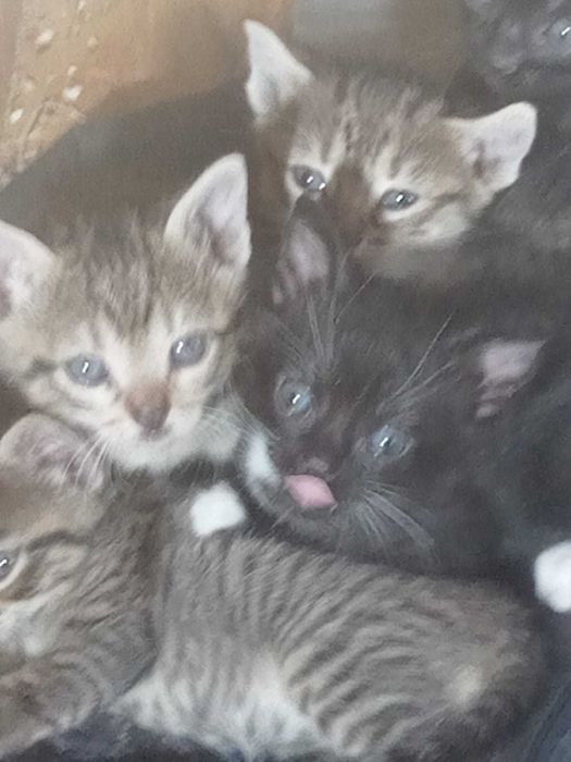 Adopție pisicuțe