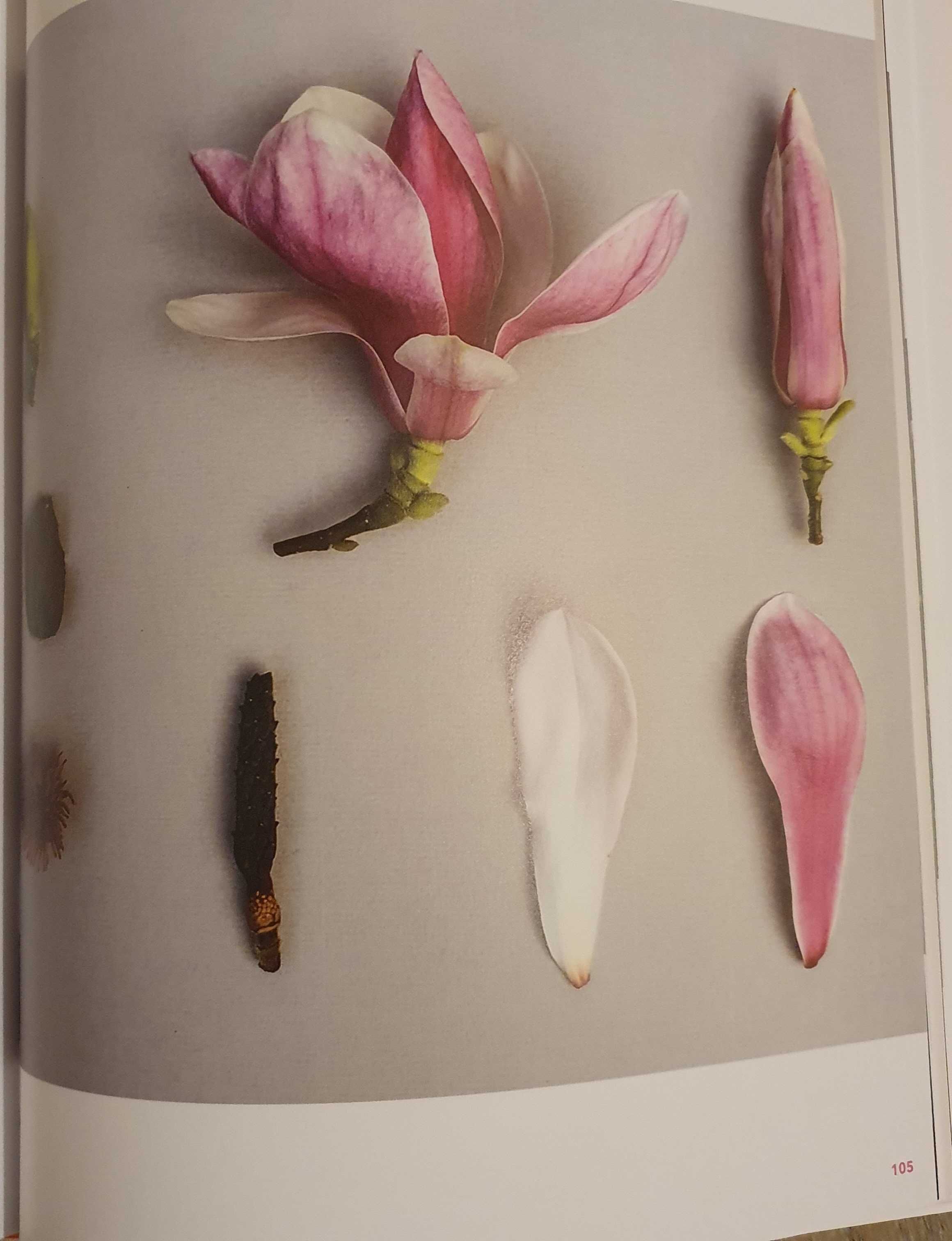 Carte "The Accidental Botanist: A Deconstructed Flower Book"