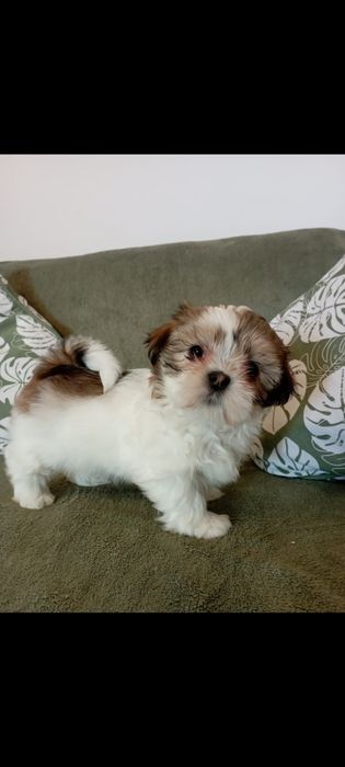 Vând pui shih tzu
