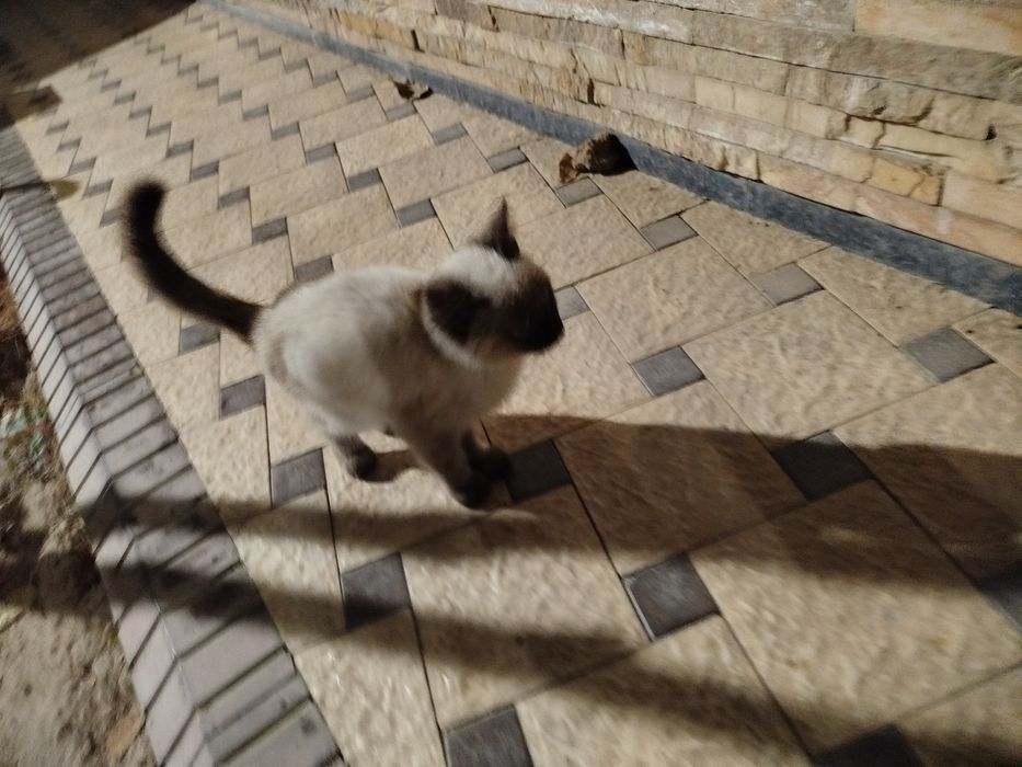 koshka mushukcha va Felix