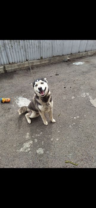 Отдам в хорошие руки хаски.