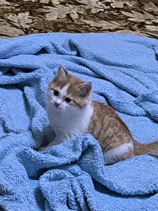 Отдаем милых рыжих котят в добрые руки