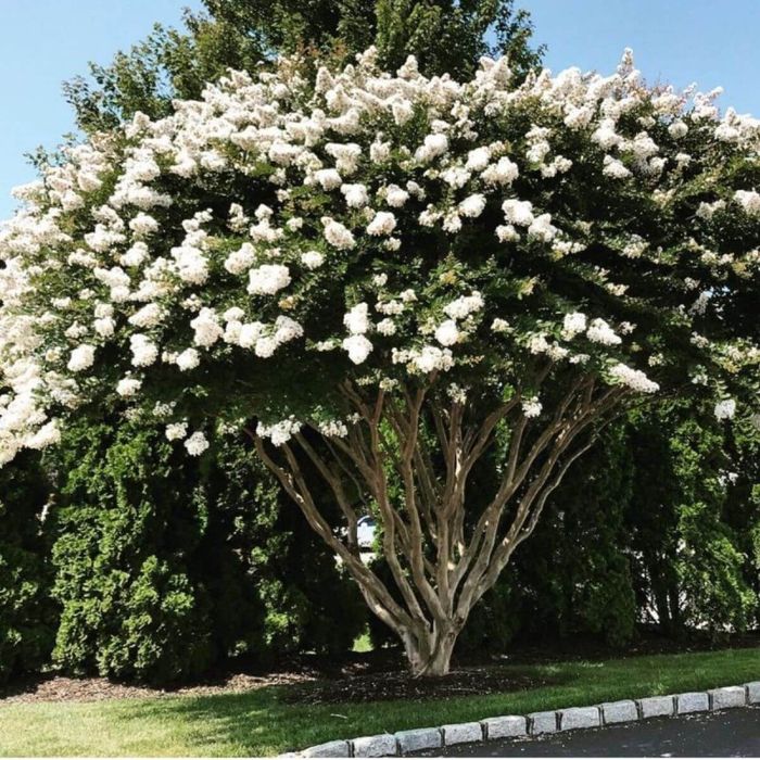 Pomi Oramentali (Liliac Indian Alb )