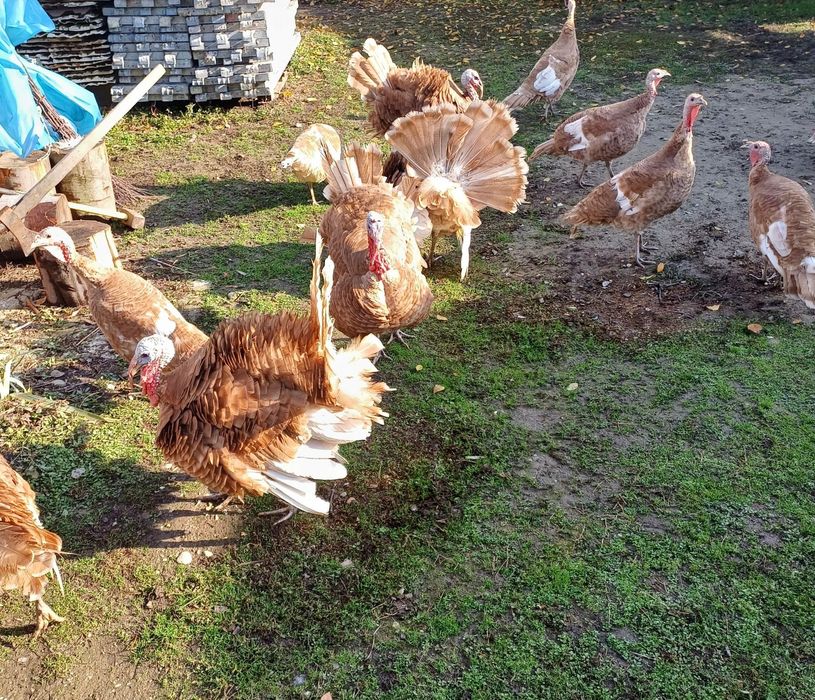 Vând curcani și curci