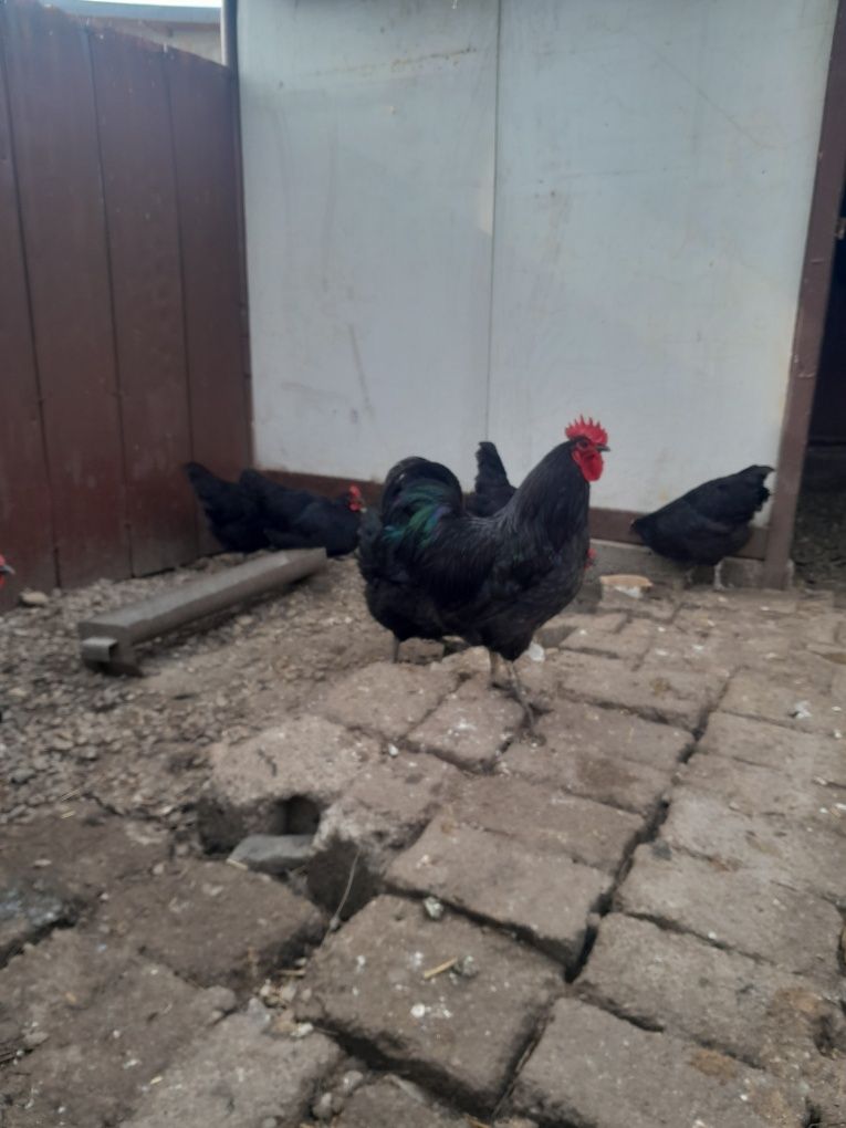 Australorp oua incubat