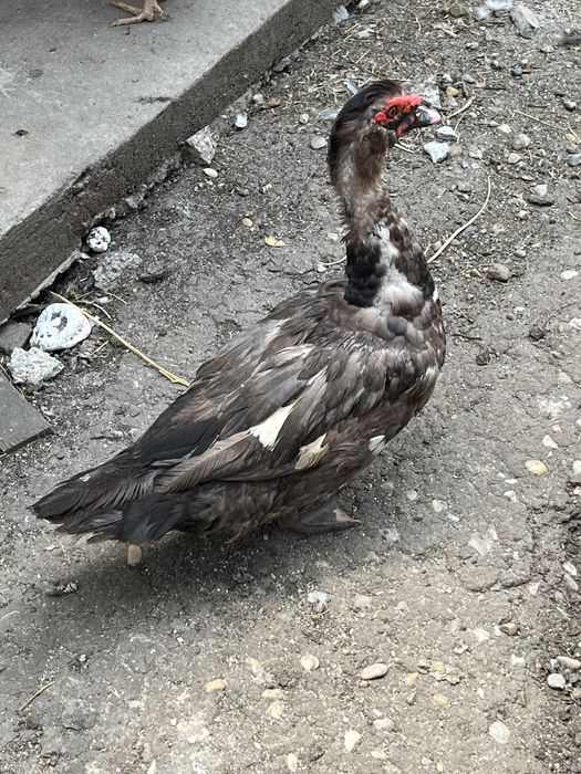 Rate lesesti colorate / mute