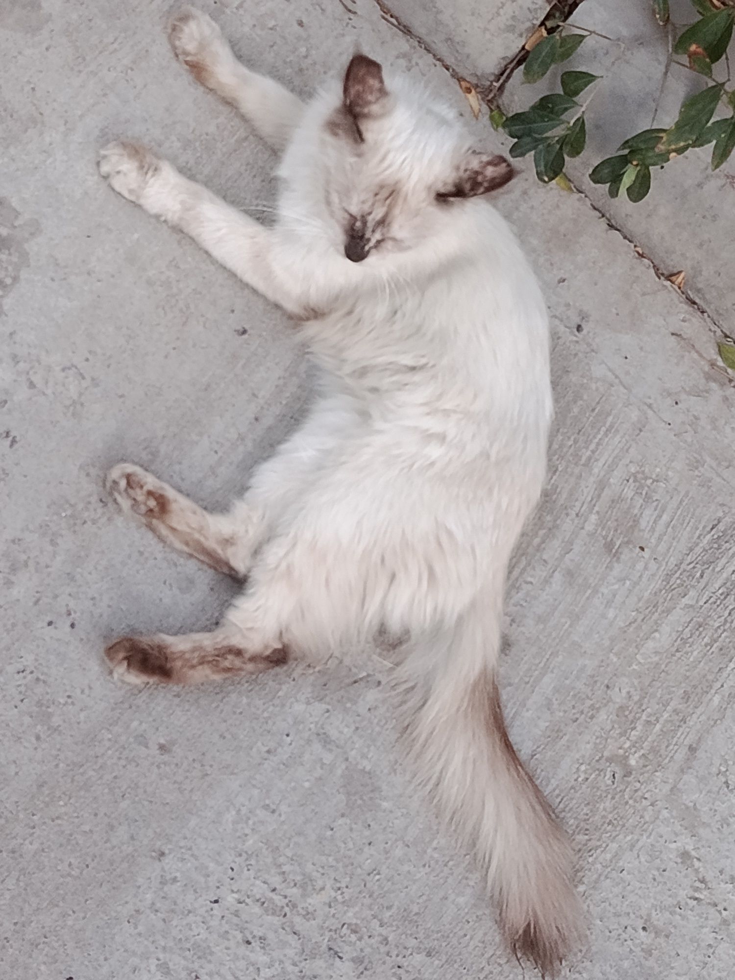 Отдам даром кошку