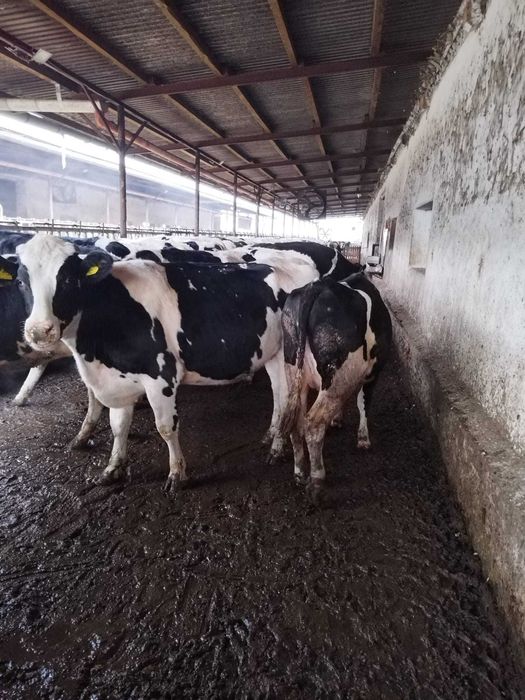 Femele- Holstein, cu gestatie avansata