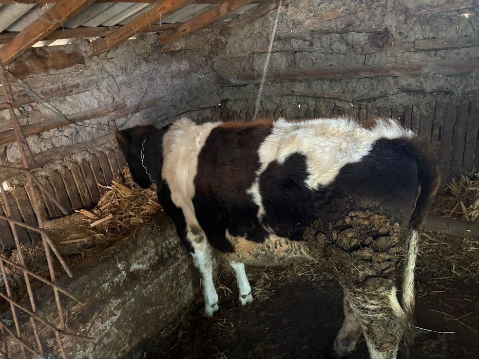 Vand vitea tânără