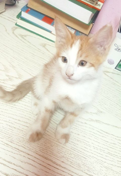 Продаётся котёнок