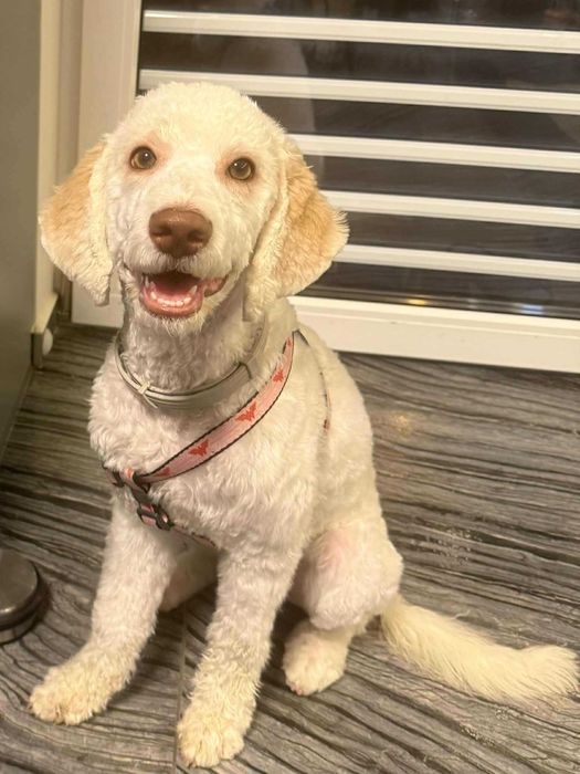 Продавам бяло женско Лагото на 5 месеца