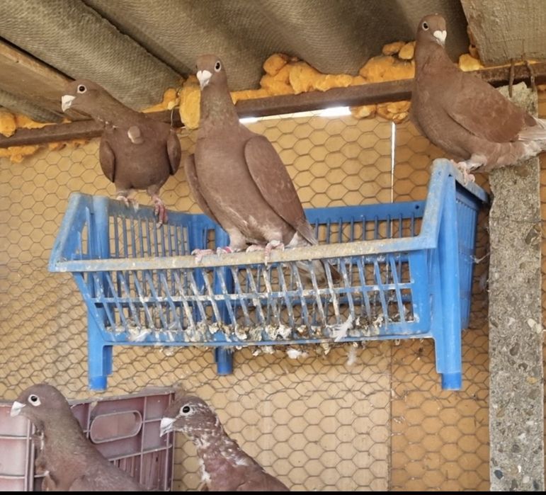 Porumbei rosii de Bucuresti