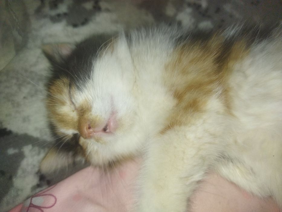 Отдам котят только добрым