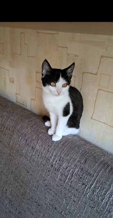 Нежная девочка котенок Милана в добрые руки!