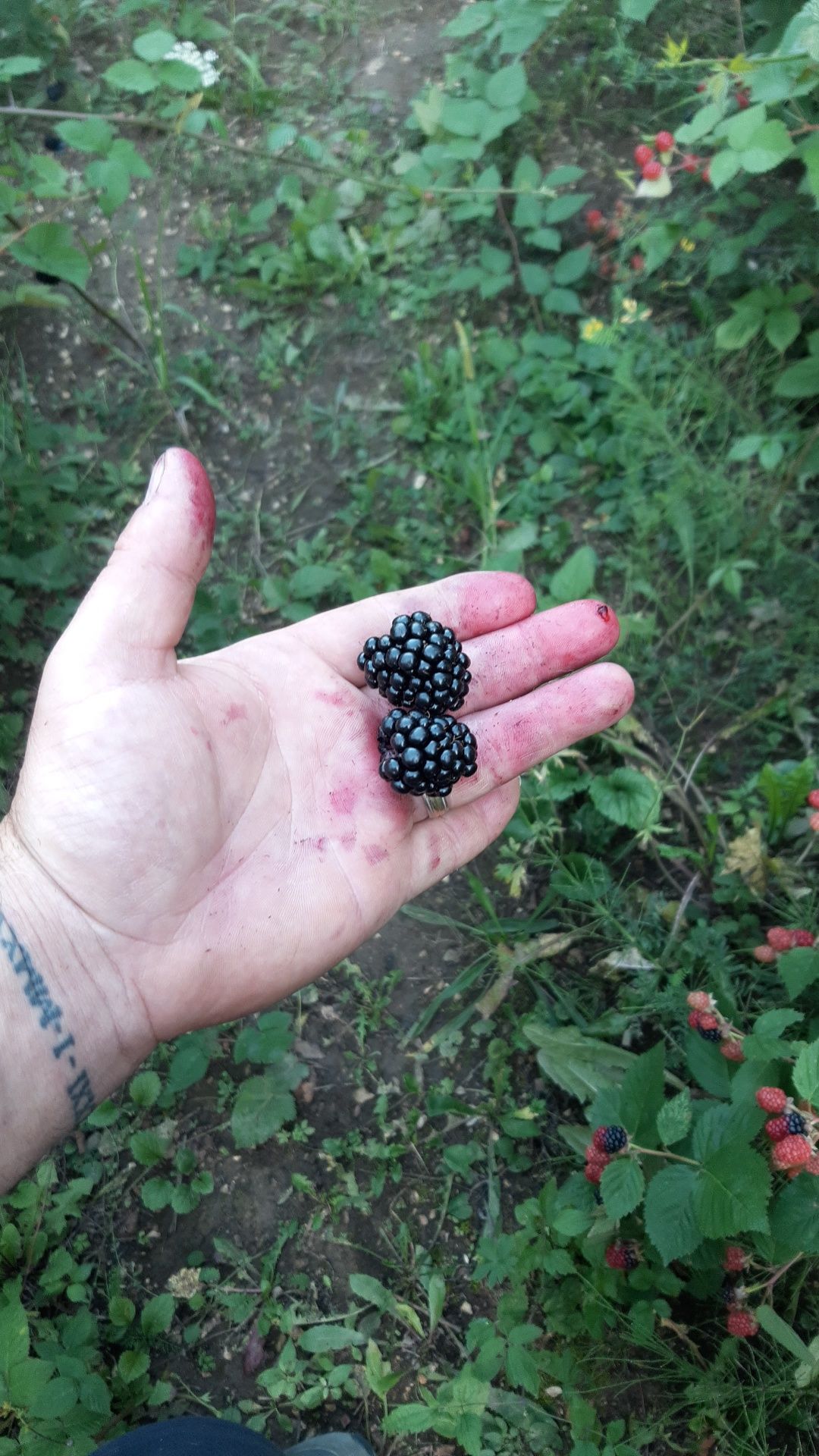 Vând plante mature și butași anul 2