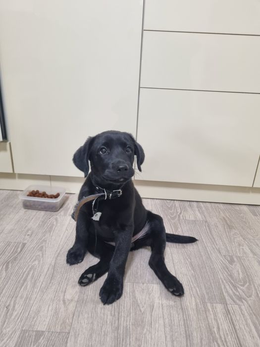 Отдам в хорошие руки лабрадора