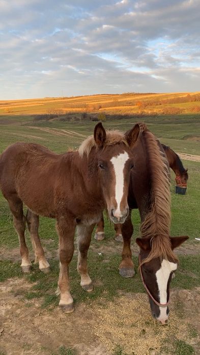 Vând mânz ciocolatiu