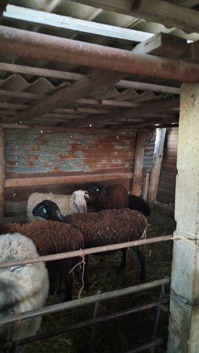 Продаем  баранов