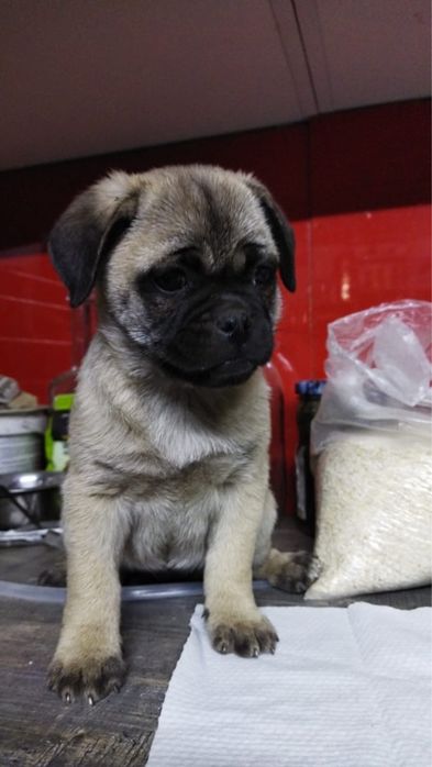 Отдам щенка помеси мопса