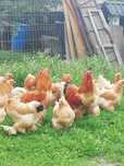 Gaini și cocosi cochinchina