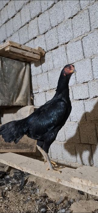 Дакан макиён тухимда 9-ойлик