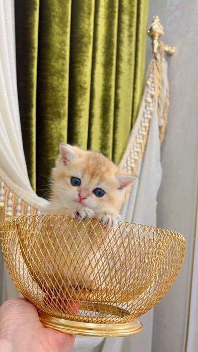 Тоза зотли золотой шиншила