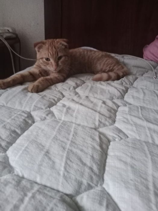 Отдам котёнка в хорошие руки