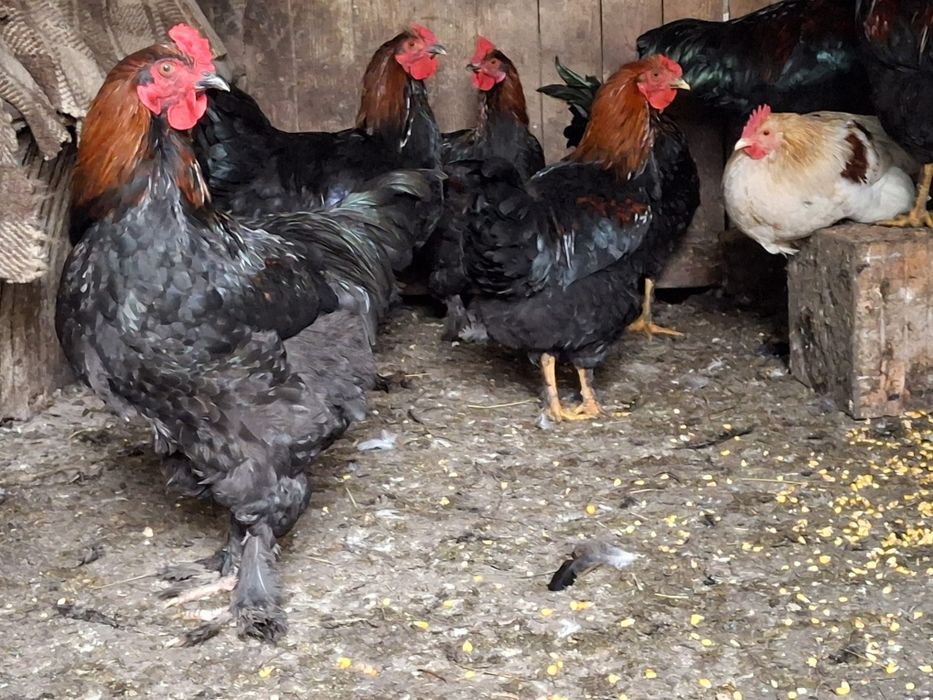 Vând cocosi, tineret de 5-6 luni