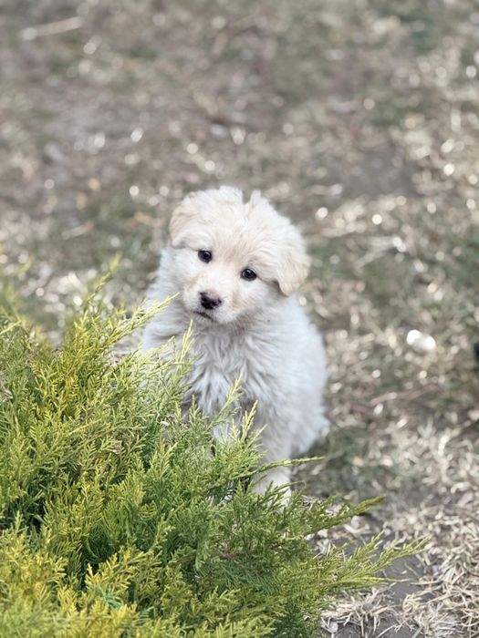 Щенок кабель Лабрадора