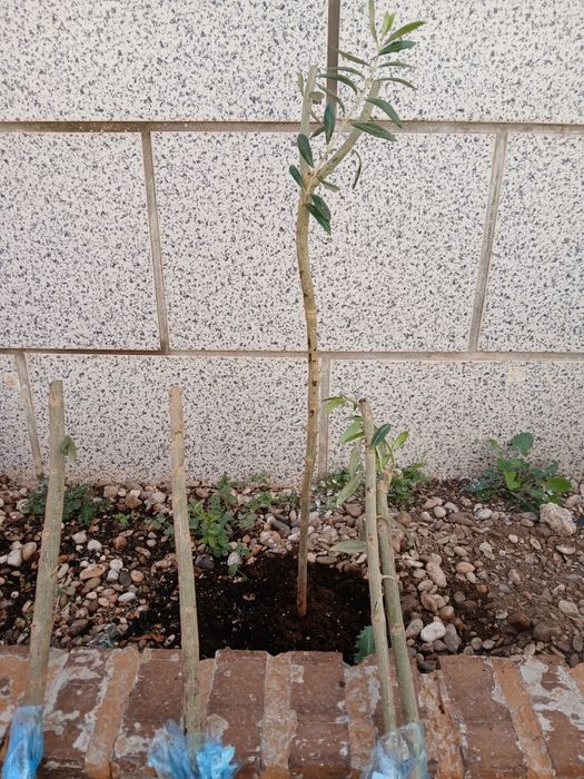 Maslini spania de produs