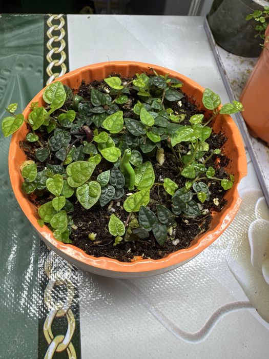 Продам фикус Пумила!