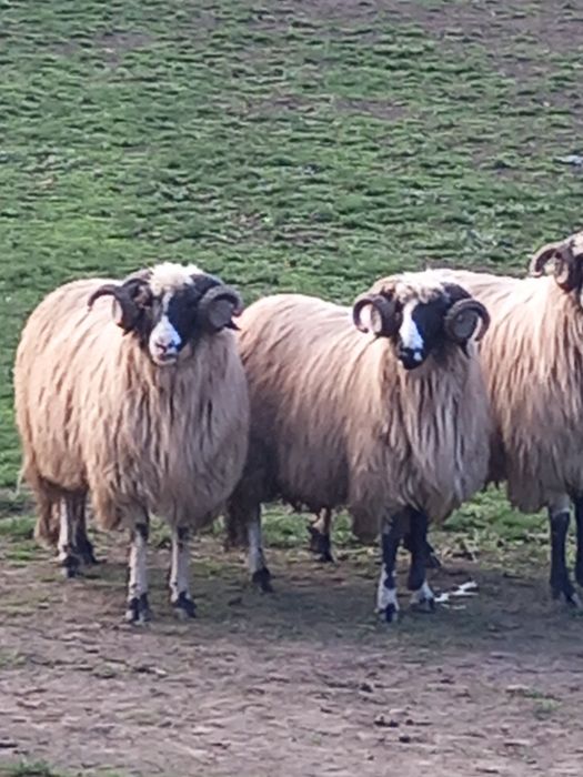 Disponibili 2 strămiori și 1 mior brezi