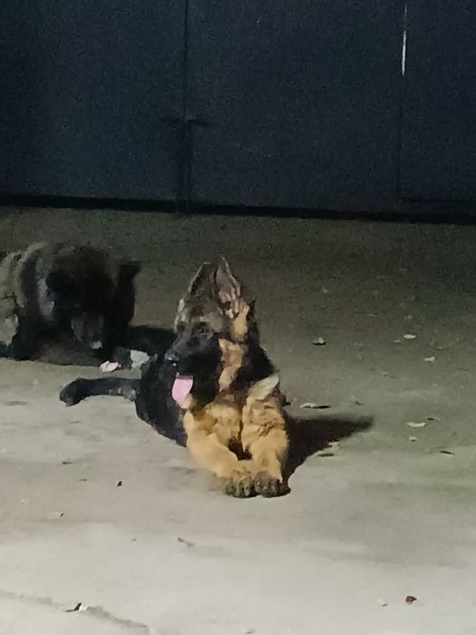 немецкая овчарка