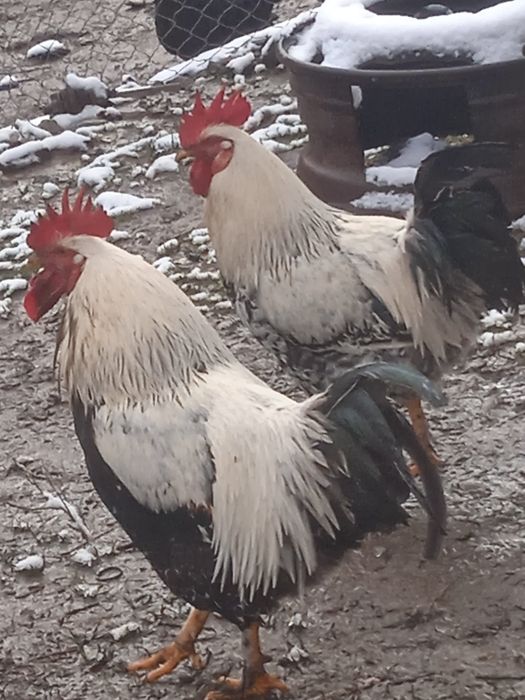 Cocosi italieni de rasă