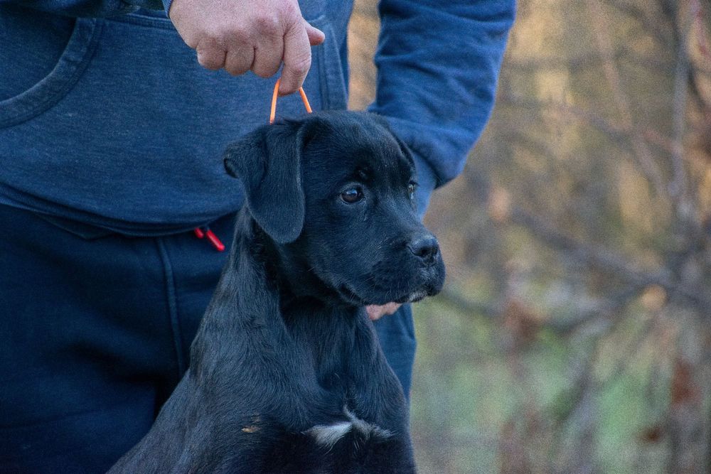 Cane Corso 5 luni Femela