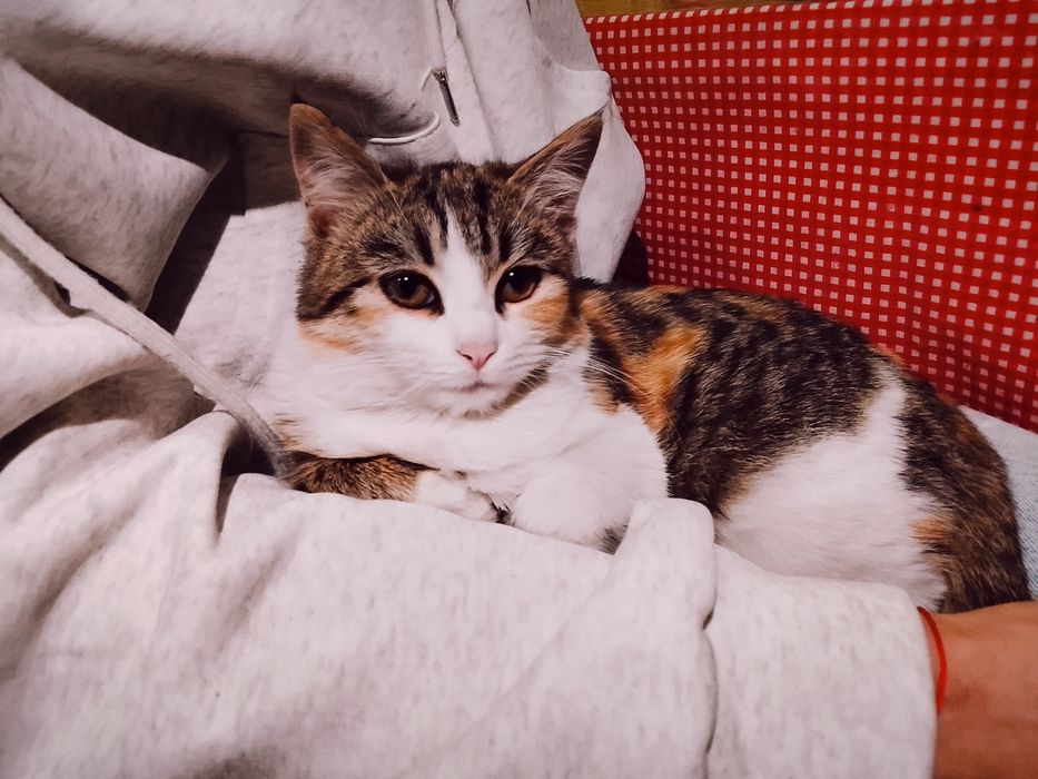 Отдам котят бесплатно