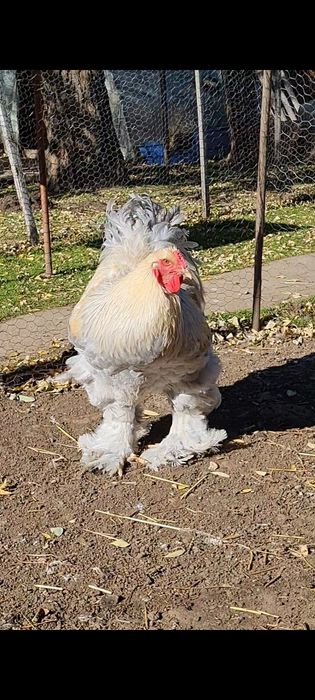 Cocosi brahma izabel