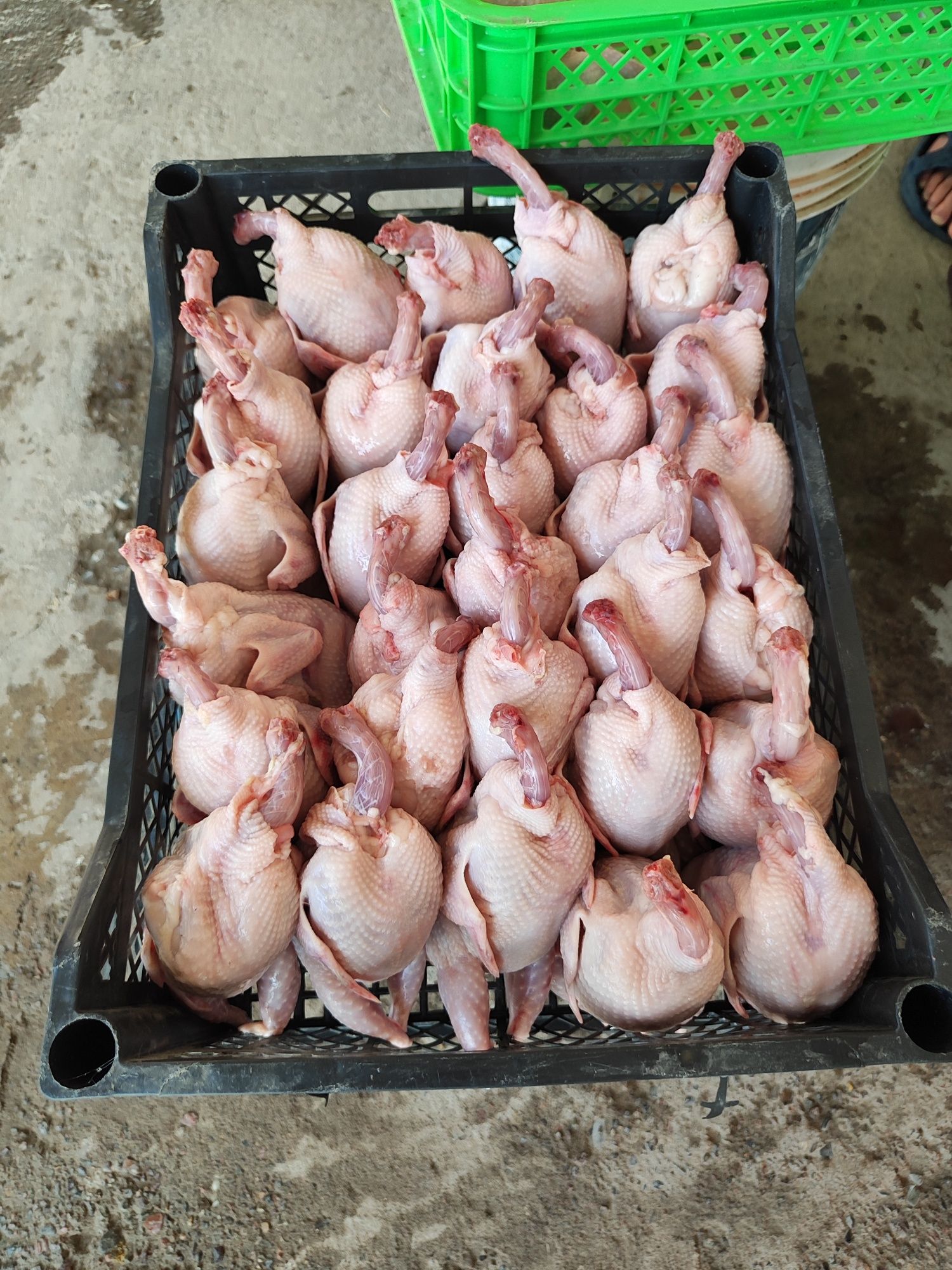 Bedana gosht bor
