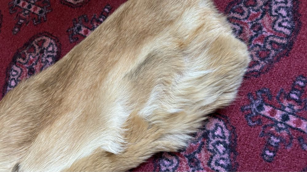 Палто от лисица М размер