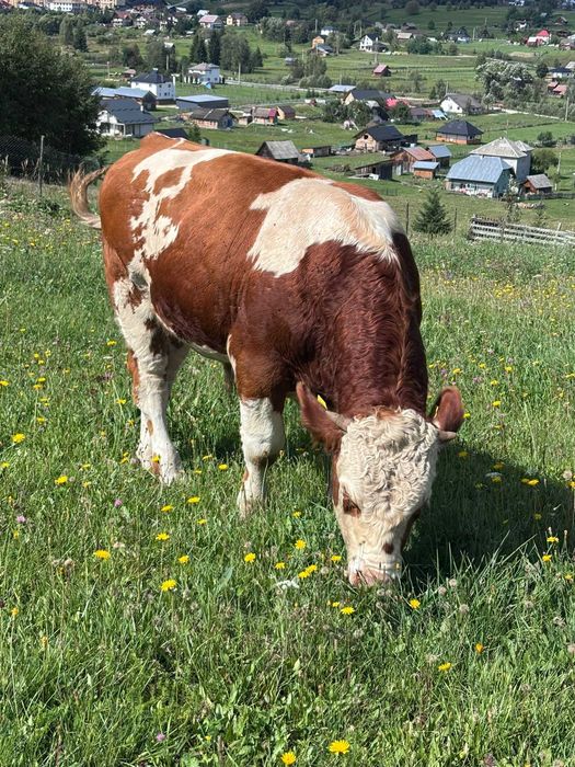 Tăuraș 11 luni, rasa Bălțată Românească (Simmental) - Carne/Montă