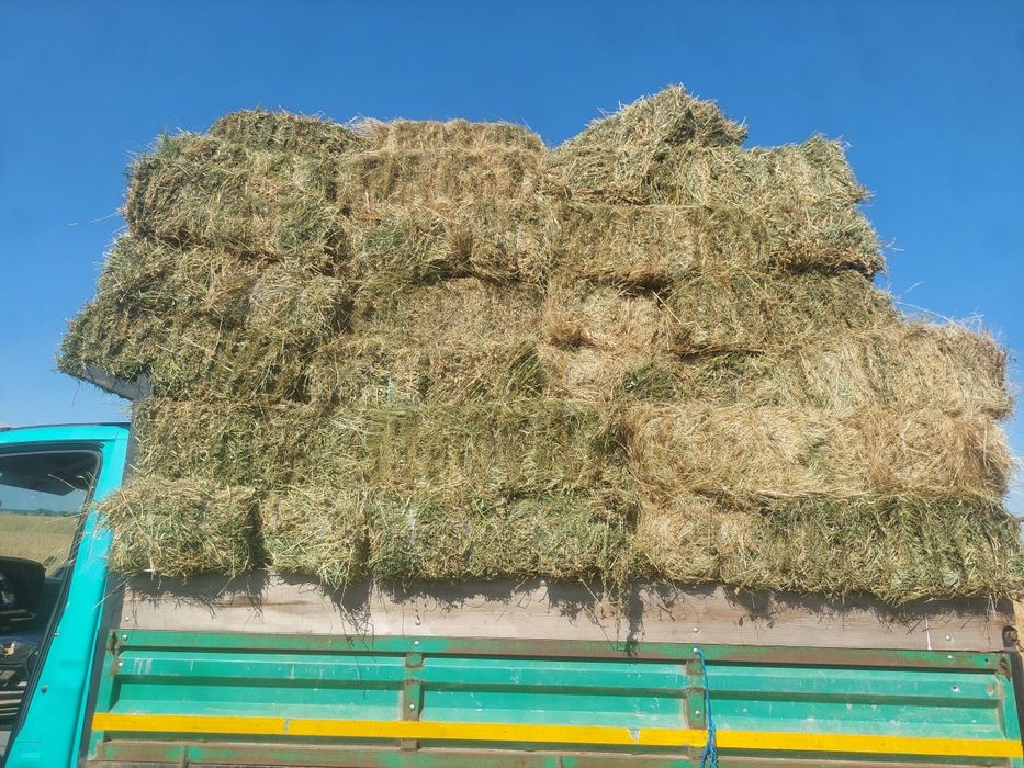 Baloți lucernă și fân