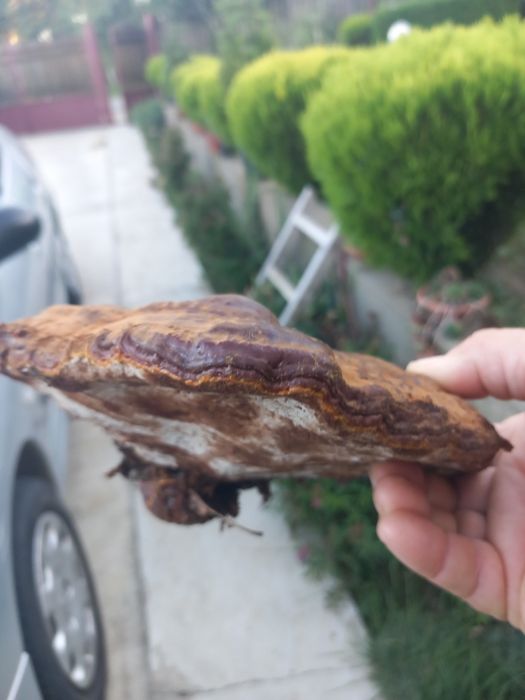 Ganoderma resinaceum